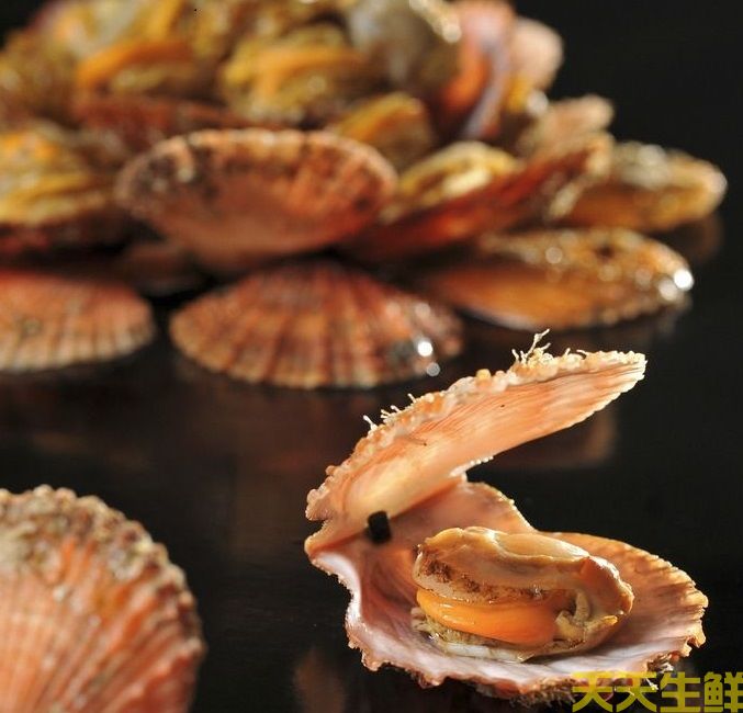 广州送菜公司分享:常见的海鲜贝类有哪些?(图6) 广州送菜公司分享:常见的海鲜贝类有哪些?(图6)